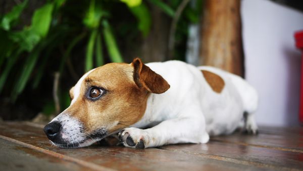 Prima țară din Europa care ar putea oferi concediu plătit pentru &icirc;ngrijirea animalelor de companie! UNDE ȘI DE CE s-ar putea lua această măsură?