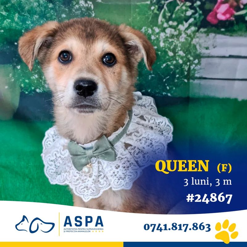 Două târguri de adopții te așteaptă în weekend 