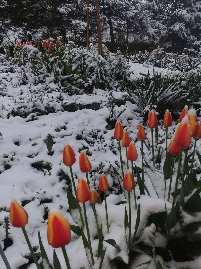 Iarna s-a întors în mai multe zone din România 