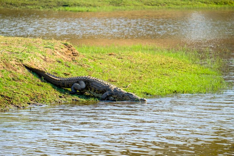 Un om de afaceri ar fi fost devorat de un crocodil în Africa 