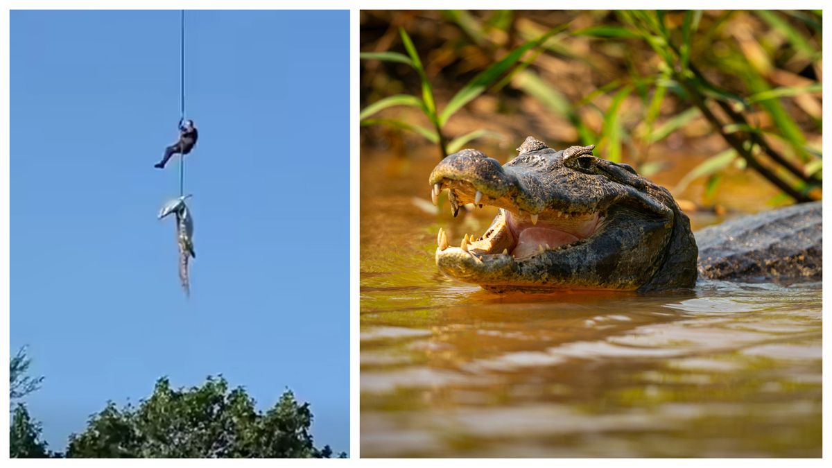 Un polițist a recuperat un crocodil dintr-un r&acirc;u 