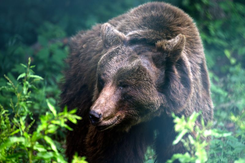 Un tânăr de 34 de ani a fost ucis de un urs la ieșirea din localitatea Prod.