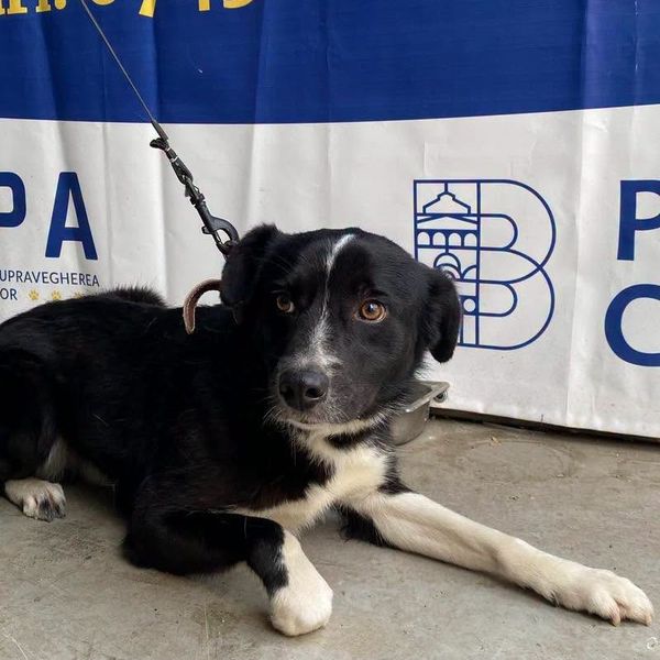 Campanie de sterilizări gratuite organizată de ASPA. Sunt disponibile 1.500 de locuri