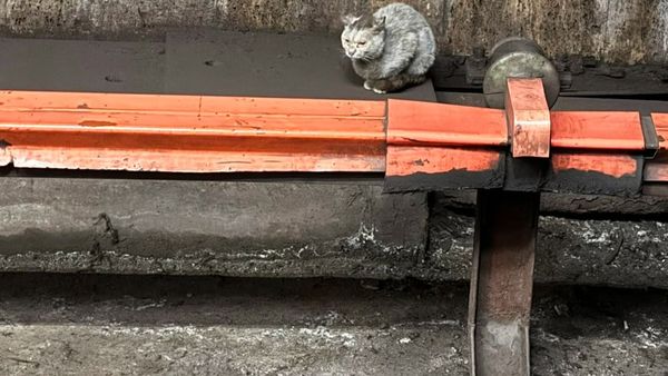 Pisică &icirc;n tunelul metroului &icirc;n zona stației Politehnica. Asociația Ramses: &bdquo;Ne angajăm să preluăm pisicuța imediat după capturare&rdquo;