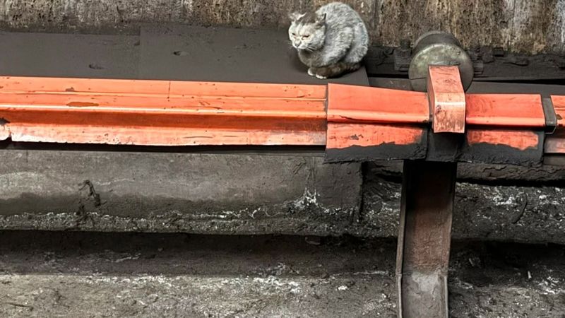 Pisică &icirc;n tunelul metroului &icirc;n zona stației Politehnica. Asociația Ramses: &bdquo;Ne angajăm să preluăm pisicuța imediat după capturare&rdquo;
