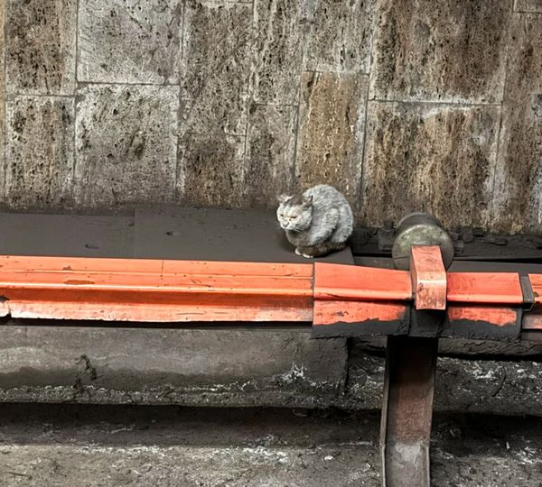 Pisică &icirc;n tunelul metroului &icirc;n zona stației Politehnica. Asociația Ramses: &bdquo;Ne angajăm să preluăm pisicuța imediat după capturare&rdquo;