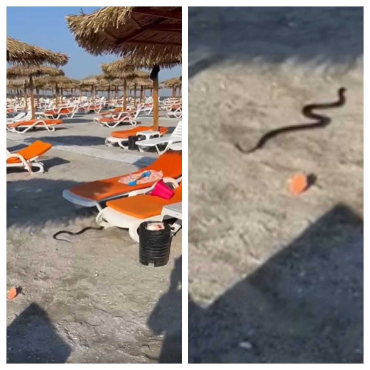 Un şarpe a fost observat pe plaja din Venus printre şezlonguri.