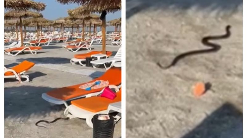 VIDEO Panică pe plaja din Venus! Un şarpe a fost observat printre şezlonguri, iar turiştii AU PRIVIT SCENA CU UIMIRE. A fost nevoie de intervenția jandarmilor: "&Icirc;n urma unui..."