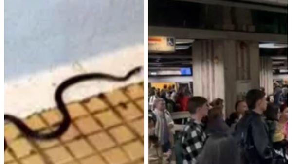 Angajații Metrorex și călătorii AU &Icirc;NCREMENIT c&acirc;nd au văzut UN ȘARPE plimb&acirc;ndu-se nestingherit prin tuneluri. CUM A AJUNS, DE FAPT, ACOLO: "Jandarmeria trebuie chemată c&acirc;nd mai..."