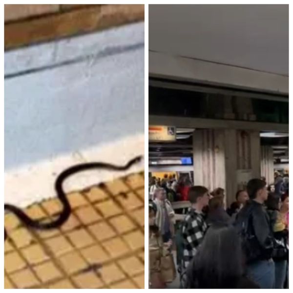 Angajații Metrorex și călătorii AU &Icirc;NCREMENIT c&acirc;nd au văzut UN ȘARPE plimb&acirc;ndu-se nestingherit prin tuneluri. CUM A AJUNS, DE FAPT, ACOLO: "Jandarmeria trebuie chemată c&acirc;nd mai..."