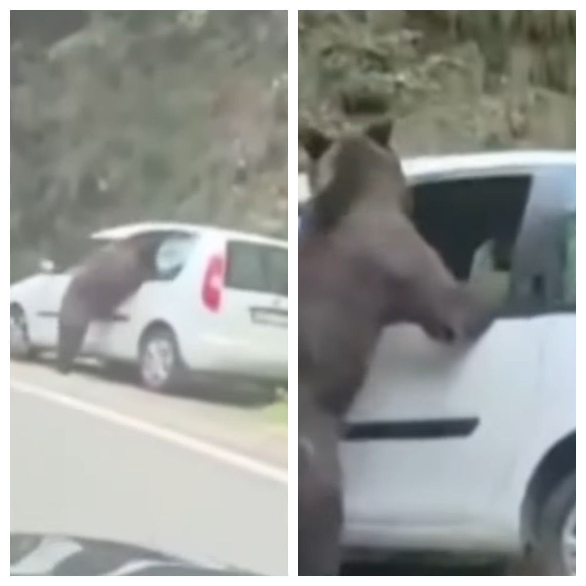 Un urs a spart geamul unei mașini staționate pe Transfăgărășan