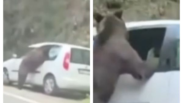 VIDEO Scene neașteptate pe Transfăgărășan, surprinse &icirc;n imagini. Un urs A FĂCUT PRĂPĂD la o mașină, iar momentul c&acirc;nd animalul a &icirc;nceput să o distrugă i-a lăsat pe MARTORI FĂRĂ REACȚIE. Ce a urmat și ce s-a &icirc;nt&acirc;mplat cu proprietarii autoturismului