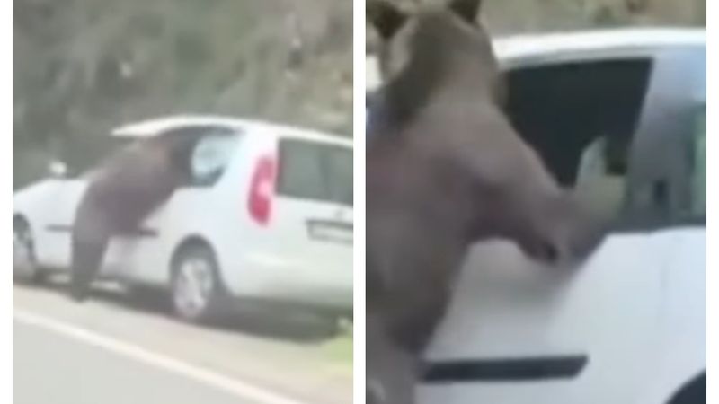 VIDEO Scene neașteptate pe Transfăgărășan, surprinse &icirc;n imagini. Un urs A FĂCUT PRĂPĂD la o mașină, iar momentul c&acirc;nd animalul a &icirc;nceput să o distrugă i-a lăsat pe MARTORI FĂRĂ REACȚIE. Ce a urmat și ce s-a &icirc;nt&acirc;mplat cu proprietarii autoturismului