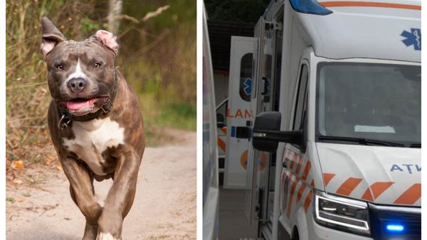 Incident grav &icirc;n Teleorman! Un copil de 6 ani a fost muşcat de un pitbull scăpat din curtea &icirc;n care era ținut. CE S-A &Icirc;NT&Acirc;MPLAT cu proprietarul animalului?