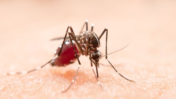 Cum ne putem proteja de virusul West Nile? INSP anunță 58 de persoane infectate &icirc;n Rom&acirc;nia. Peste jumătate din cazuri au fost depistate &icirc;n București și Ilfov