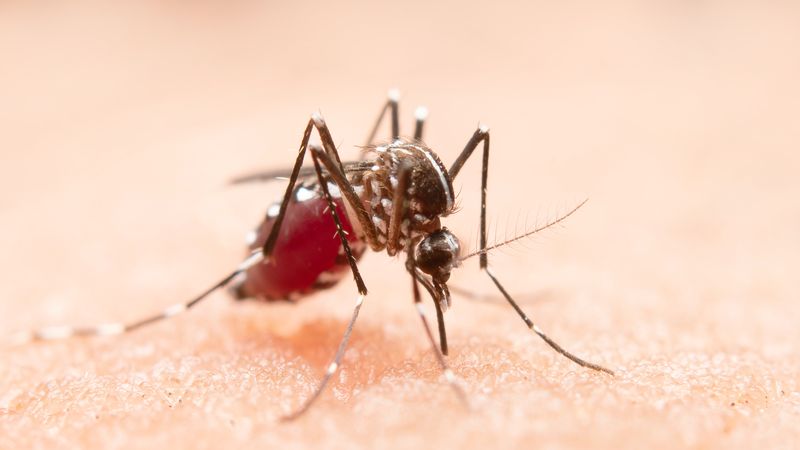 Cum ne putem proteja de virusul West Nile? INSP anunță 58 de persoane infectate &icirc;n Rom&acirc;nia. Peste jumătate din cazuri au fost depistate &icirc;n București și Ilfov