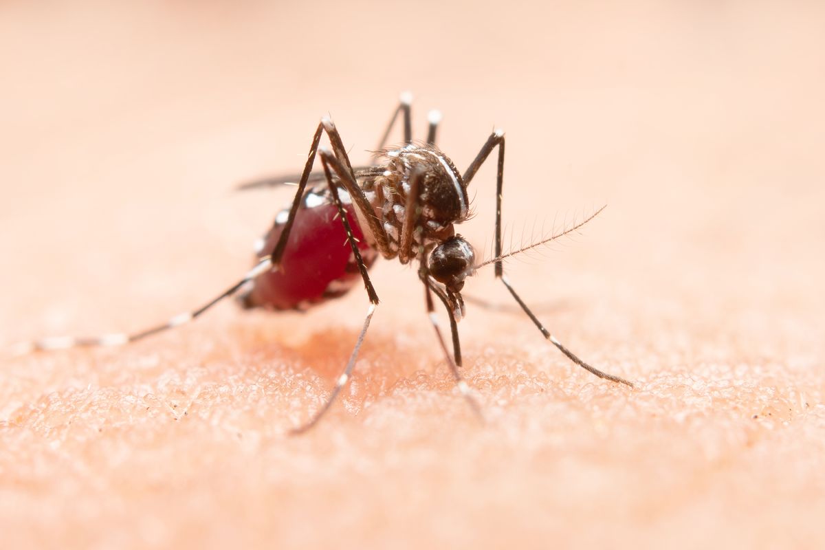 Mai multe persoane au fost infectate cu virusul West Nile 