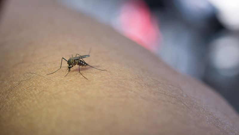 58 de persoane infectate în România cu virusul West Nile 