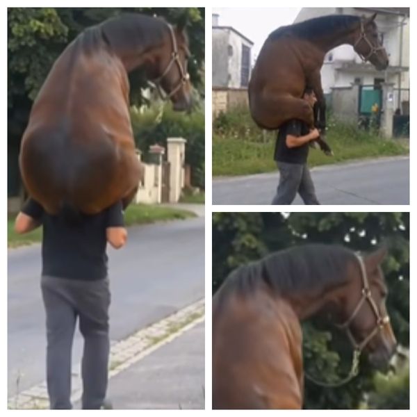 VIDEO Imaginile care i-au făcut pe mii de oameni să se &icirc;ntrebe: "Cum este posibil?". Un bărbat A FOST SURPRINS &icirc;n timp ce &icirc;și căra calul obosit pe umeri: "Doamne! Nu are cum. Calul are o greutate foarte mare. Abia..."