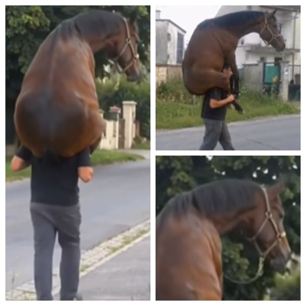 VIDEO Imaginile care i-au făcut pe mii de oameni să se &icirc;ntrebe: "Cum este posibil?". Un bărbat A FOST SURPRINS &icirc;n timp ce &icirc;și căra calul obosit pe umeri: "Doamne! Nu are cum. Calul are o greutate foarte mare. Abia..."