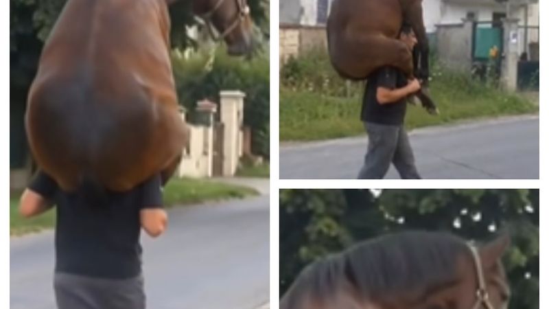 VIDEO Imaginile care i-au făcut pe mii de oameni să se &icirc;ntrebe: "Cum este posibil?". Un bărbat A FOST SURPRINS &icirc;n timp ce &icirc;și căra calul obosit pe umeri: "Doamne! Nu are cum. Calul are o greutate foarte mare. Abia..."