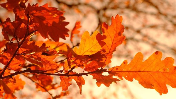 ECHINOCȚIUL DE TOAMNĂ 2026. C&acirc;nd &icirc;ncepe, de fapt, toamna astronomică și ce e bine să faci &icirc;n această perioadă pentru a atrage norocul &icirc;n viața ta?