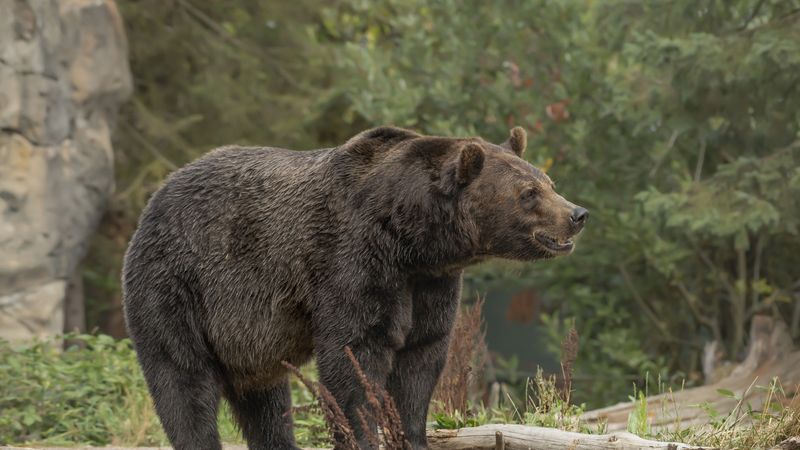Un apel disperat la 112 și o TRAGEDIE FĂRĂ SCĂPARE. Cine este bărbatul care a murit după ce a fost ATACAT DE UN URS pe un teren situat &icirc;n extravilanul localității Cuciulata, județul Brașov: "A avut..."