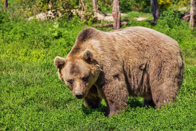 Un bărbat de 55 de ani a fost ucis de un urs într-un lan de porumb, în județul Brașov.