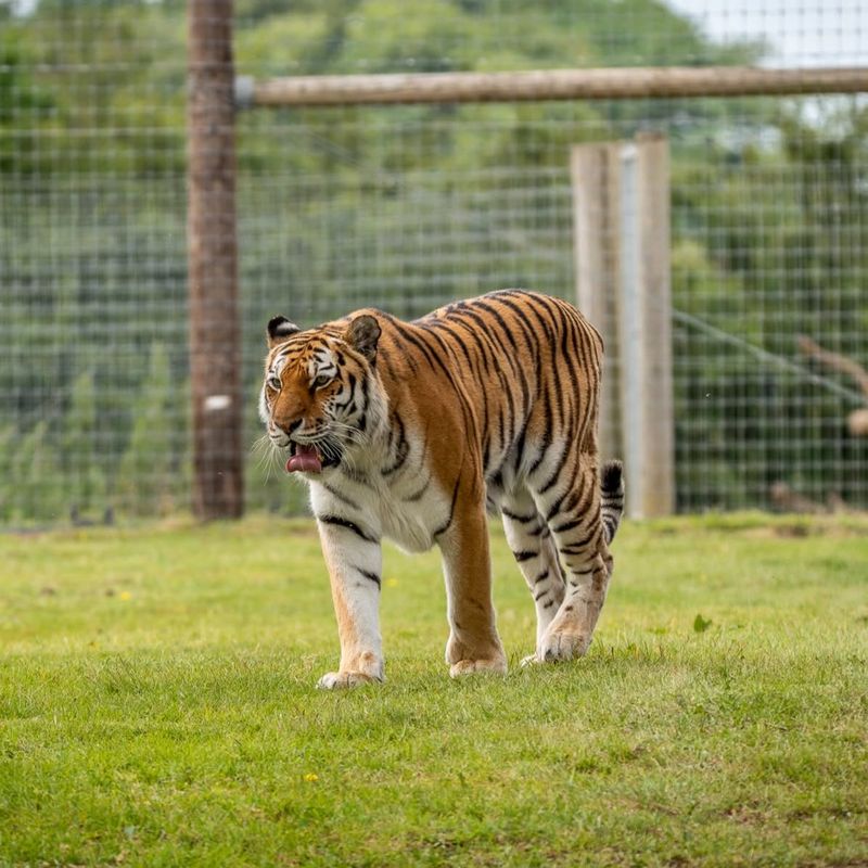 Tragedie în Marea Britanie! Un tânăr a fost atacat de un tigru la o grădină zoologică 