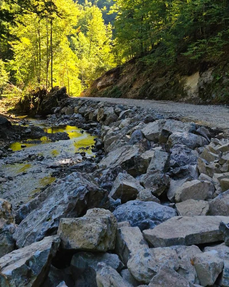 Un pădurar maramureșean, găsit mort în complexul de vânătoare al Ocolului Silvic Șomcuta Mare