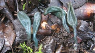 O descoperire uluitoare &icirc;ntr-o rezervație naturală. Doar a doua apariție din Europa