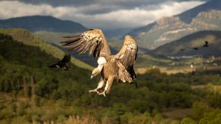 Specia dispărută din Rom&acirc;nia &icirc;n anii '50 a revenit &icirc;n 2026. Ce efecte are asupra ecosistemului