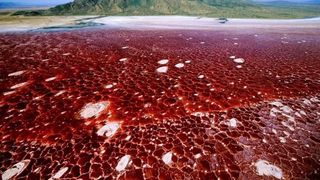 Lacul care transformă animalele &icirc;n piatră. Misterul Lacului Natron din Tanzania și explicațiile științifice