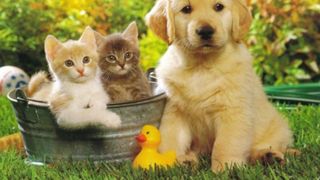 Horoscopul lui Dom&rsquo; Profesor,&nbsp;13 martie 2026. Despre pisicuțe și căței