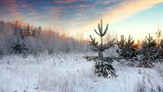 Prognoza meteo pentru Revelion de la ANM. Începutul de an cu totul neobișnuit