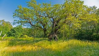 A murit stejarul legendar al lui Robin Hood. &bdquo;Major Oak&rdquo; avea circa 1.200 de ani și ascundea o poveste celebră