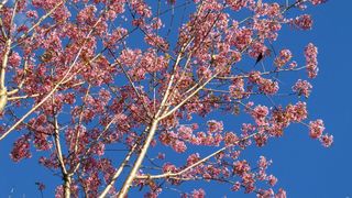 C&acirc;nd se &icirc;ncălzește vremea. ANM anunță temperaturi de 14 grade