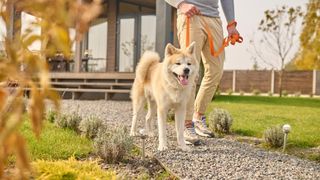 Reguli stricte pentru proprietarii de c&acirc;ini &icirc;n 2026. Obligații și sancțiuni prevăzute de lege