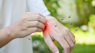 Cele mai eficiente soluții &icirc;mpotriva ț&acirc;nțarilor. Cum poți reduce rapid numărul insectelor din jurul casei