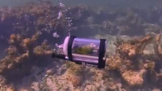 Submarin pentru o pasăre. Cum a devenit viral un peruș, după o &bdquo;scufundare&rdquo; neobișnuită