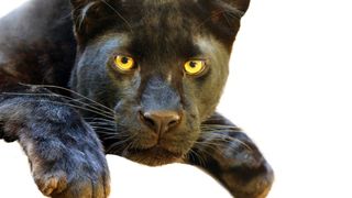 Misterul leoparzilor negri din Marea Britanie. O enigmă care nu a dispărut niciodată