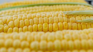 Porumbul fiert perfect. C&acirc;t timp se lasă pe foc și ingredientele care &icirc;i dau un gust impecabil