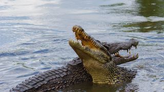 Țară securizată cu șerpi veninoși și crocodili. Animalele ar trebui să construiască o barieră biologică