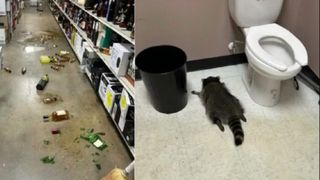 Un raton a fost găsit leșinat după ce a băut whisky și scotch. Animalul a provocat haos &icirc;ntr-un magazin din Virginia