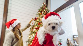 Cadouri responsabile. De ce animalele nu ar trebui să fie cadouri de Crăciun