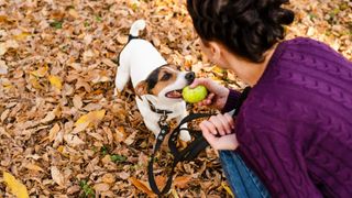 Reguli mai puțin cunoscute pentru animalele de companie în orașe