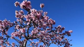 Destinația europeană care rivalizează cu Japonia. Magia migdalilor &icirc;nfloriți, aproape de casă