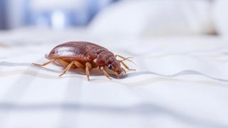 Ploșnițele de pat. C&acirc;nd apar, unde se ascund și cum se răsp&acirc;ndesc &icirc;ntre apartamente