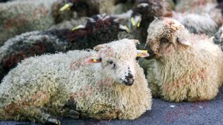 C&acirc;t va costa mielul de Paște &icirc;n 2026. Fermierii dau vina pe importuri și scumpesc carnea