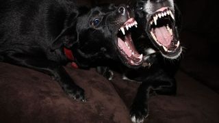 Trei rase de c&acirc;ini care nu sunt recomandate familiilor. Una ar putea &ldquo;omor&icirc; o haită de lupi&rdquo;